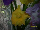 DSCI0954