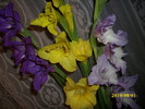 DSCI0964