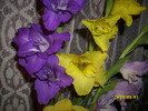 DSCI0966