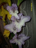 DSCI0968