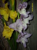 DSCI0972