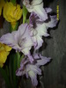 DSCI0973