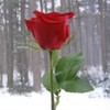 poze-trandafiri_01-150x150