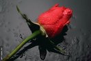 Trandafir_Superb_Rosu_med