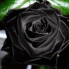 trandafir-negru