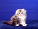 Fluff_and_Fold_Scottish_Fold_www.Wallpaper.evolink.ro