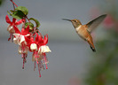 pasarea_colibri_www.Wallpaper.evolink.ro