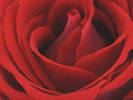 RF245673 - poze flori