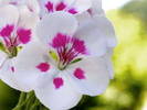 a_superstock_1566-056180 - poze flori