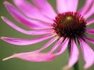 a_superstock_1566-0243962 - poze flori