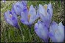 branduse_m - poze flori