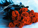 CB063139 - poze flori