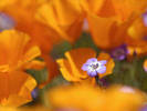 CB068098 - poze flori