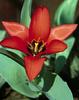 Crin regal - poze flori