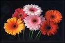 crizanteme_m - poze flori