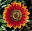 Dalie - poze flori