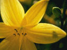 FLW016 - poze flori