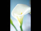 IS071-041 - poze flori