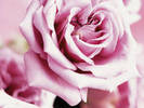 IS216-086 - poze flori