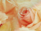 IS216-095 - poze flori