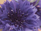 RF245646 - poze flori