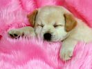 [Bon99.com] Dog (43)