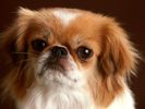 [Bon99.com] Dog (45)