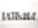 [Bon99.com] Dog (47)