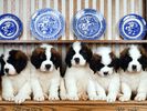 [Bon99.com] Dog (49)