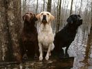 [Bon99.com] Dog (53)