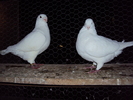 DSC06303