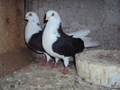 DSC06320