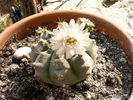 Gymnocalycium