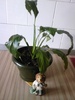 spathiphyllum