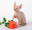 pic155617_pisica_Sphynx[1]