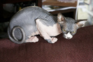 pisica-din-rasa-sphinx[1]