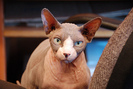 pisica-rasa-sphinx[1]