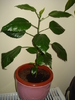 HIBISCUS ROSU BATUT-LASTAR DIN PLANTA MEA MATURA