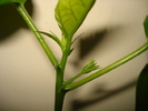 VIITOAREA FLOARE