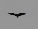 DSC00517