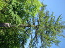DSC00525