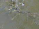 DSC00541