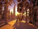 Buna Dimineata Soare Poze si Peisaje de Iarna Wallpaper
