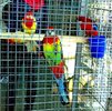 Rosella