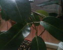 STEPHANOTIS