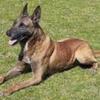 Ciobanesc belgian malinois