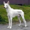 Ibizan Hound