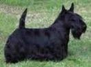 Scottish Terrier