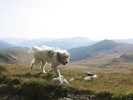 transalpina 07,09,2008 465