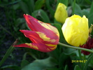 DSCI0367